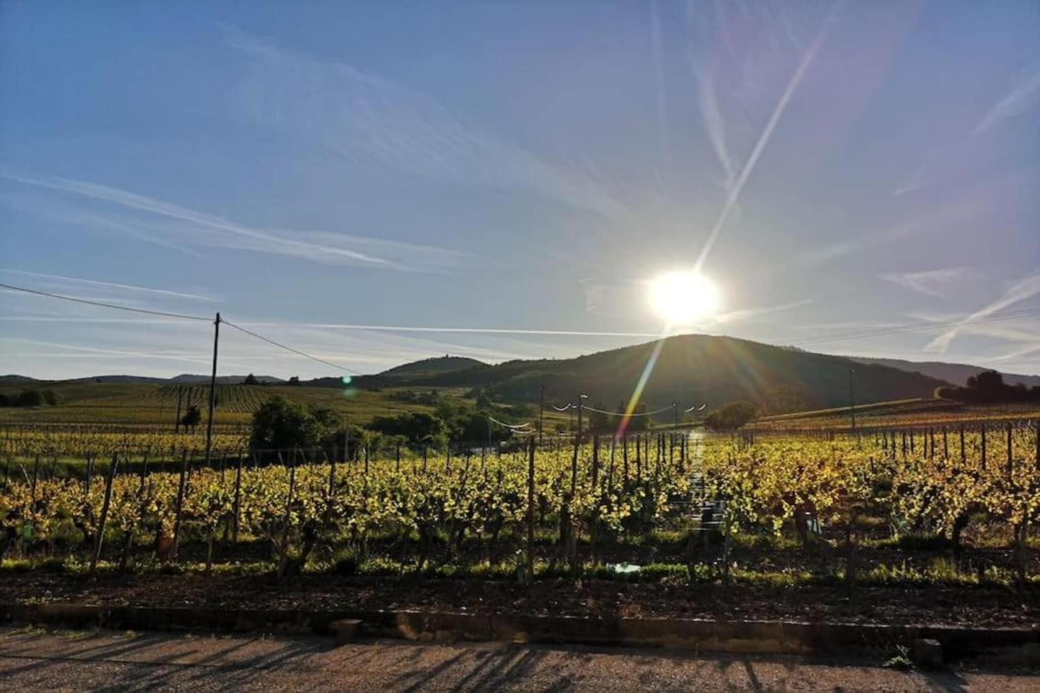 A vineyard with rows of grapevines under a clear sky with the sun shining.