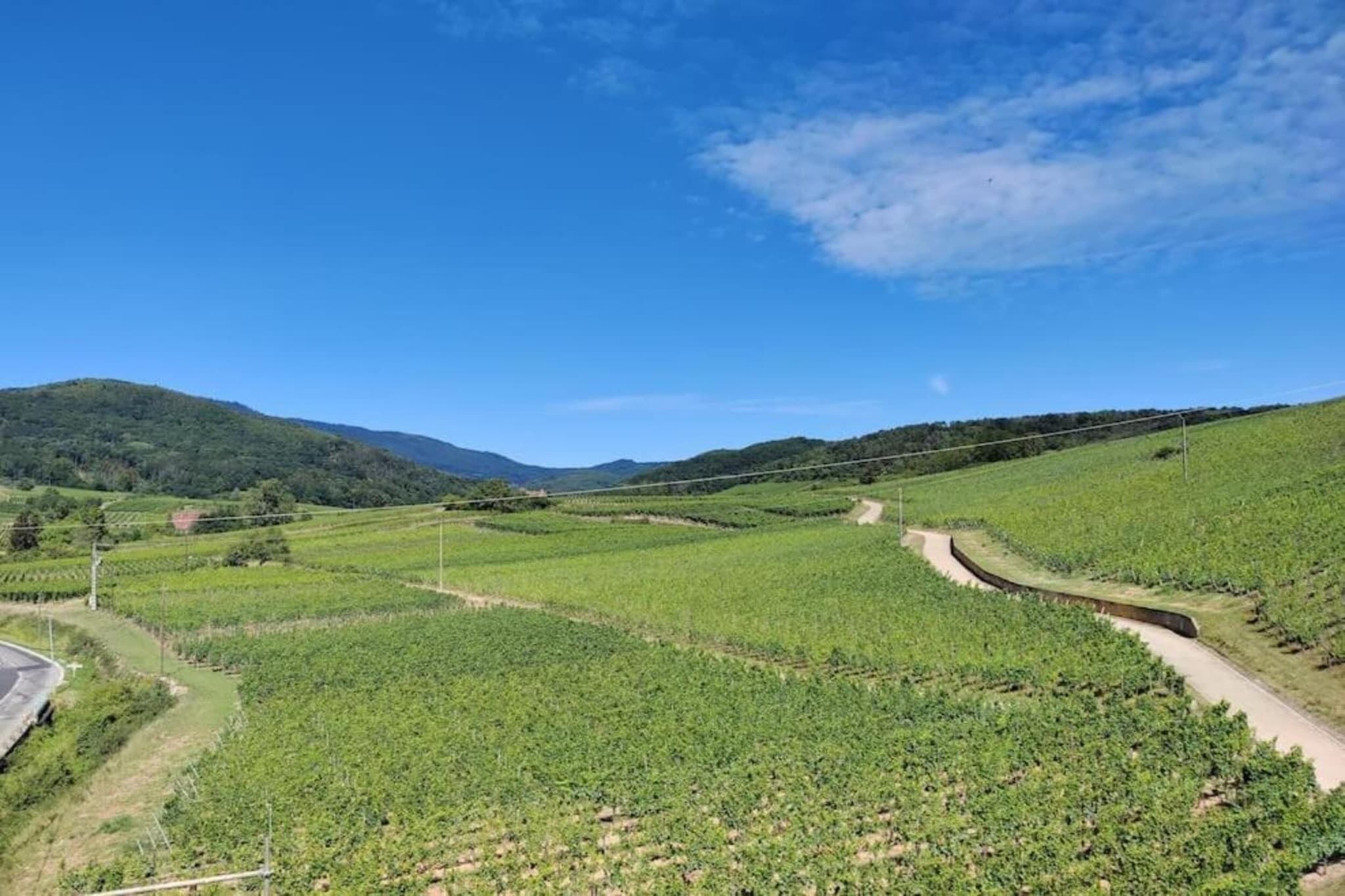 Un vigneto con filari di viti, un sentiero sterrato e una strada che si snoda nel paesaggio.