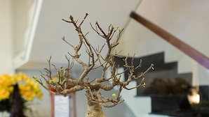 Un árbol bonsái en una maceta blanca con textura sobre una encimera de madera.