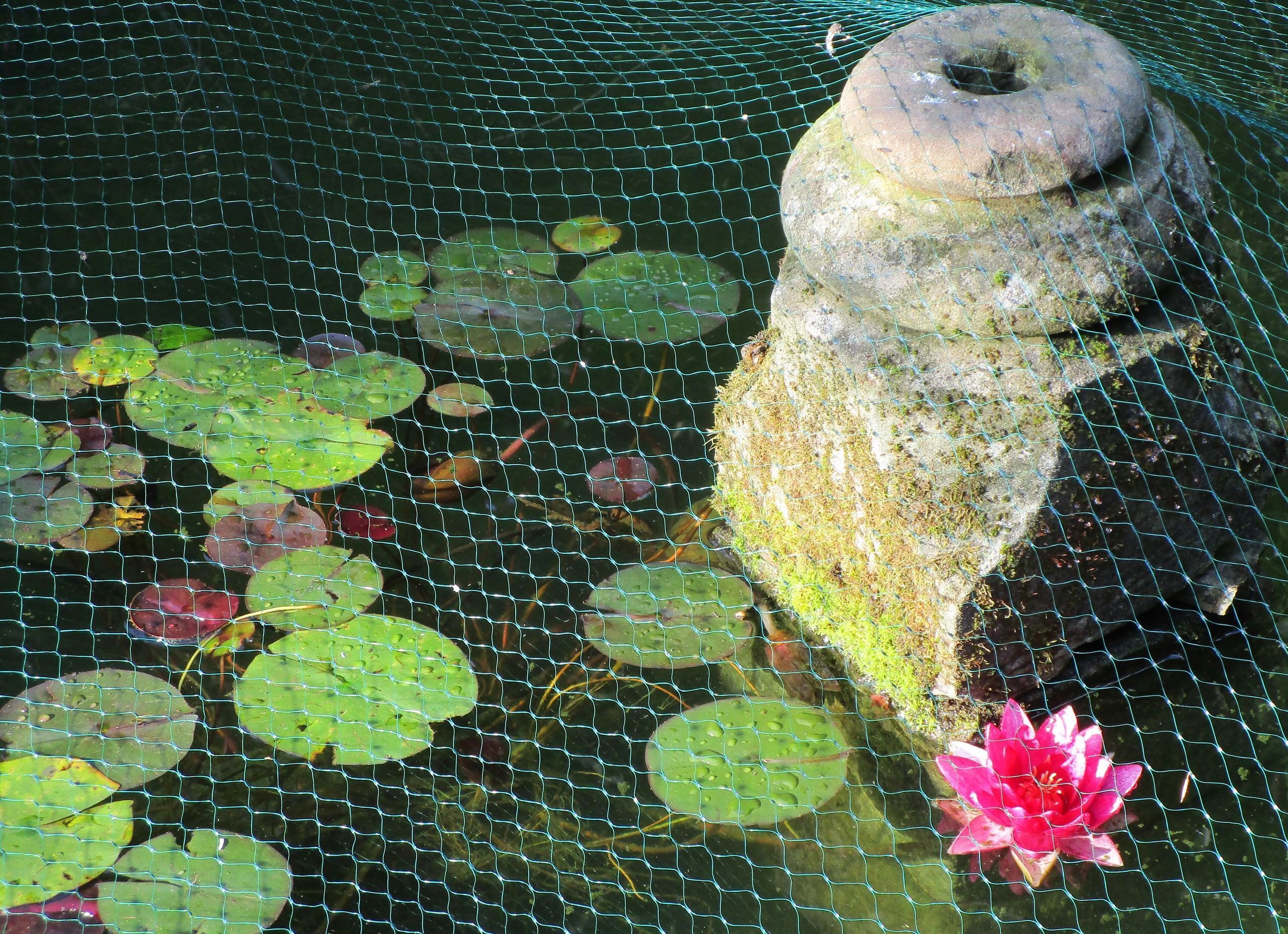 Un étang agrémenté d’une structure en pierre, de nénuphars et d’un nénuphar rose.