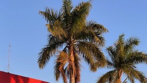 Um edifício com telhado vermelho e várias unidades de ar condicionado. Palmeiras na frente do edifício.