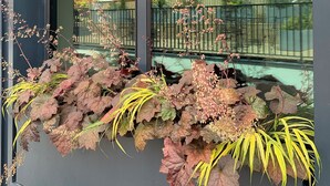 Una ventana con vistas a edificios y un balcón con plantas.