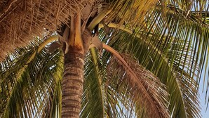 Eine Strandansicht mit einer Palme, Liegestühlen und Booten im Hintergrund.