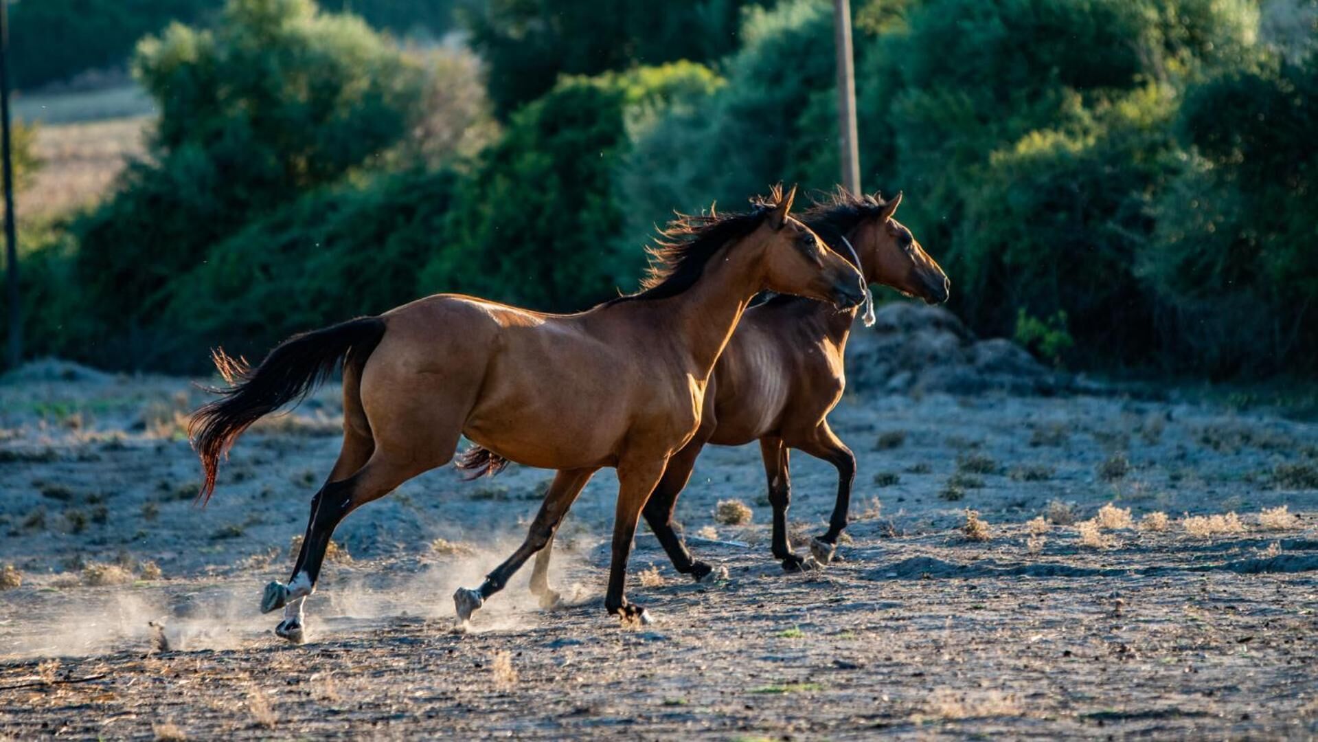 Two horses running on a dry, dusty ground with sparse vegetation and bushes in the background.
