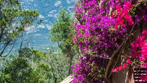 A stone wall with a wooden staircase, surrounded by lush greenery and vibrant purple bougainvillea flowers.