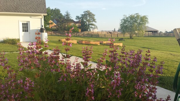 A rural property with a white building, a fenced pasture, and flowering plants.