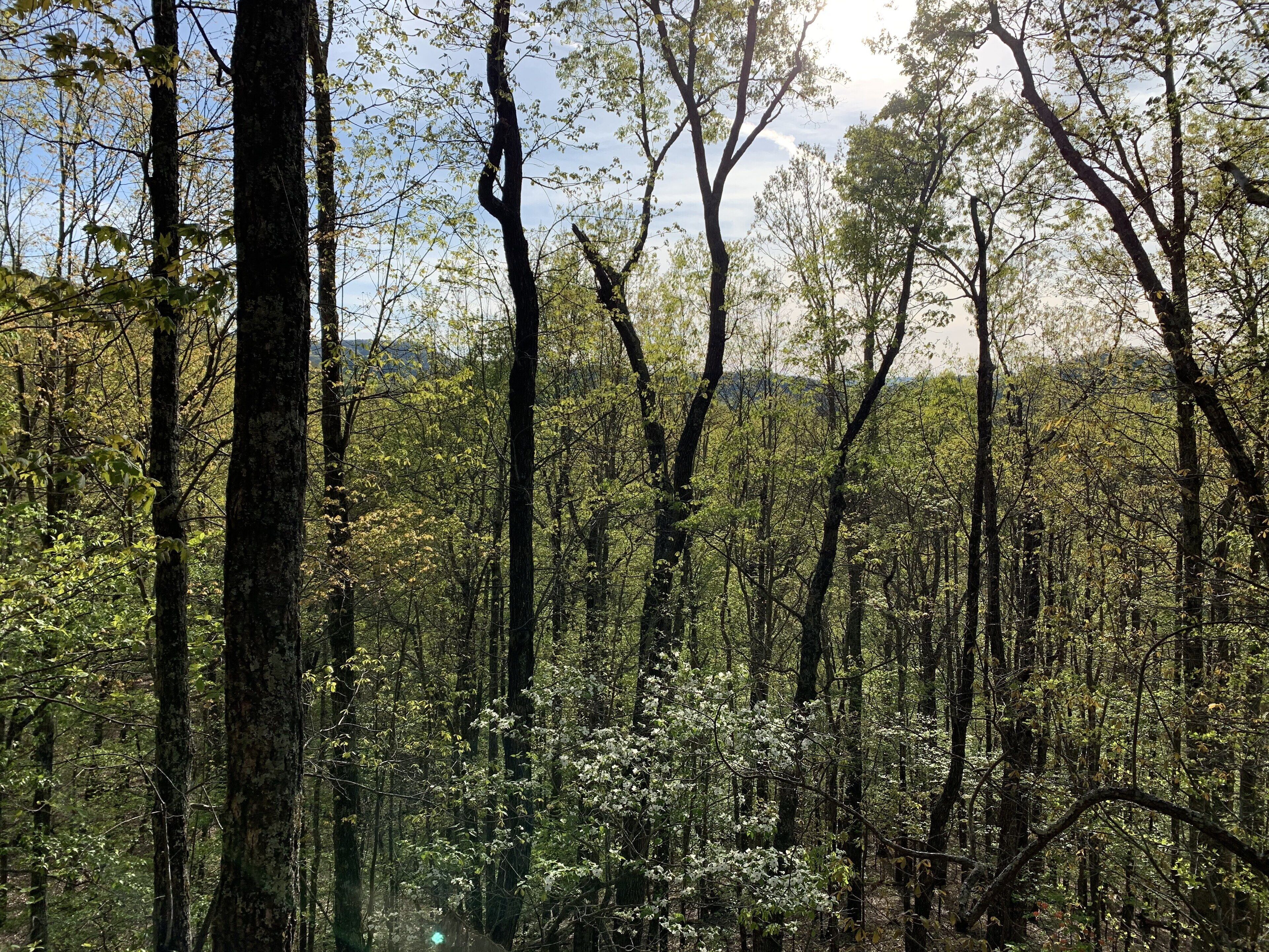 A dense forest with tall trees and sunlight filtering through.