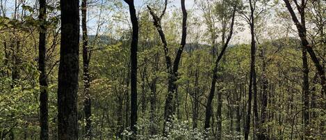 A dense forest with tall trees and sunlight filtering through.