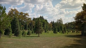 Un champ herbeux parsemé de nombreux arbres, probablement un parc ou une zone naturelle.