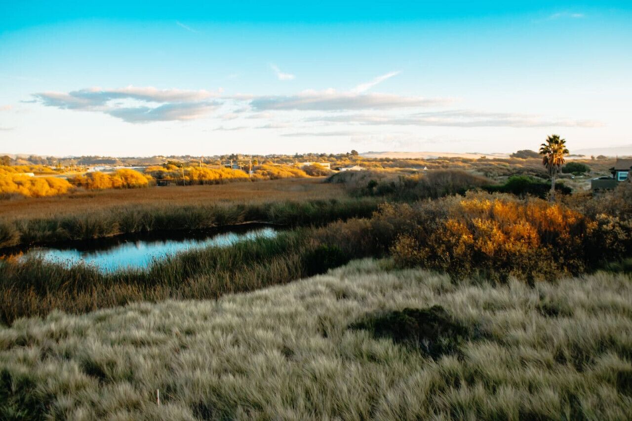 A landscape with a water body, grassy fields, and a palm tree.