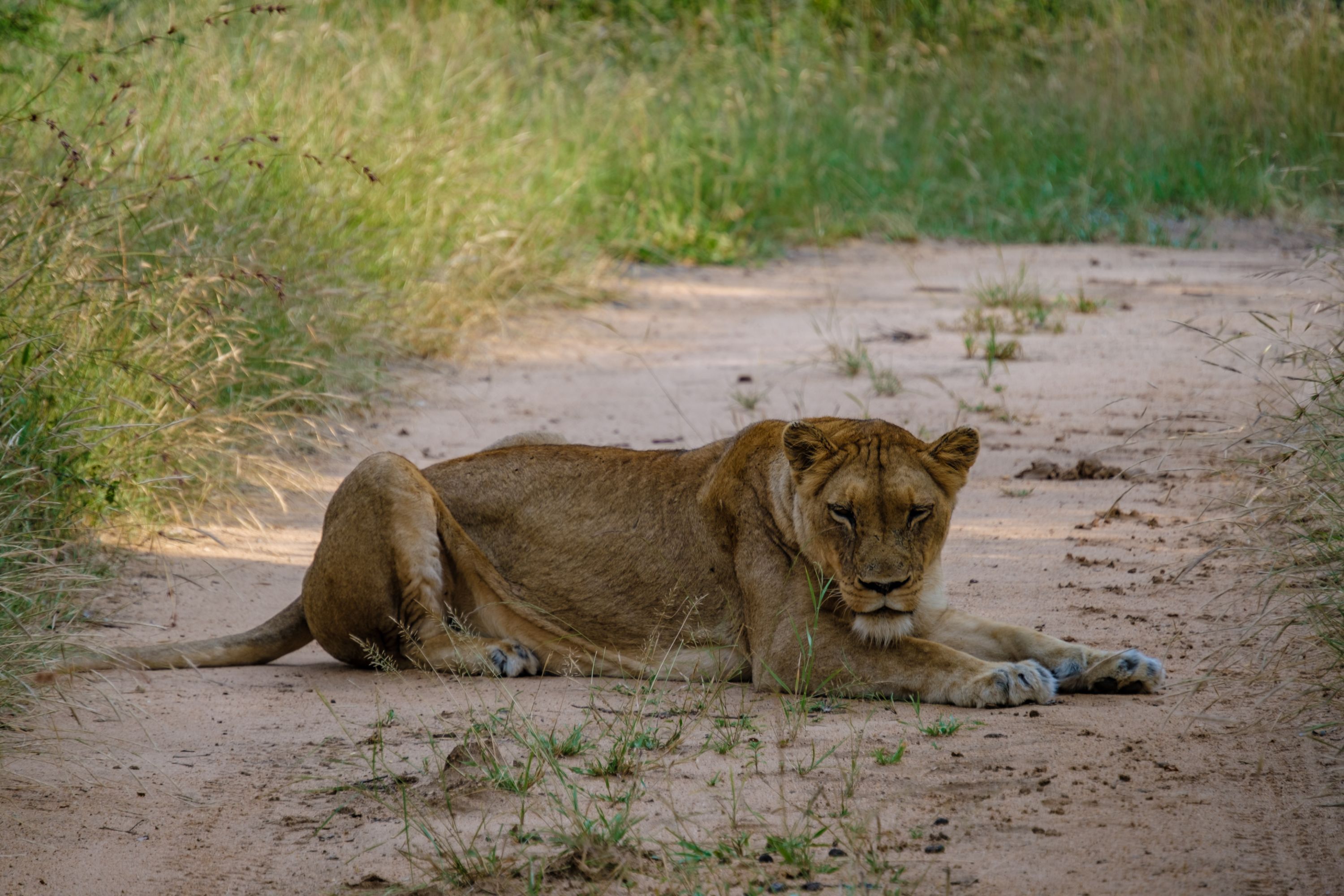 A lion lying on a dirt path surrounded by grass.