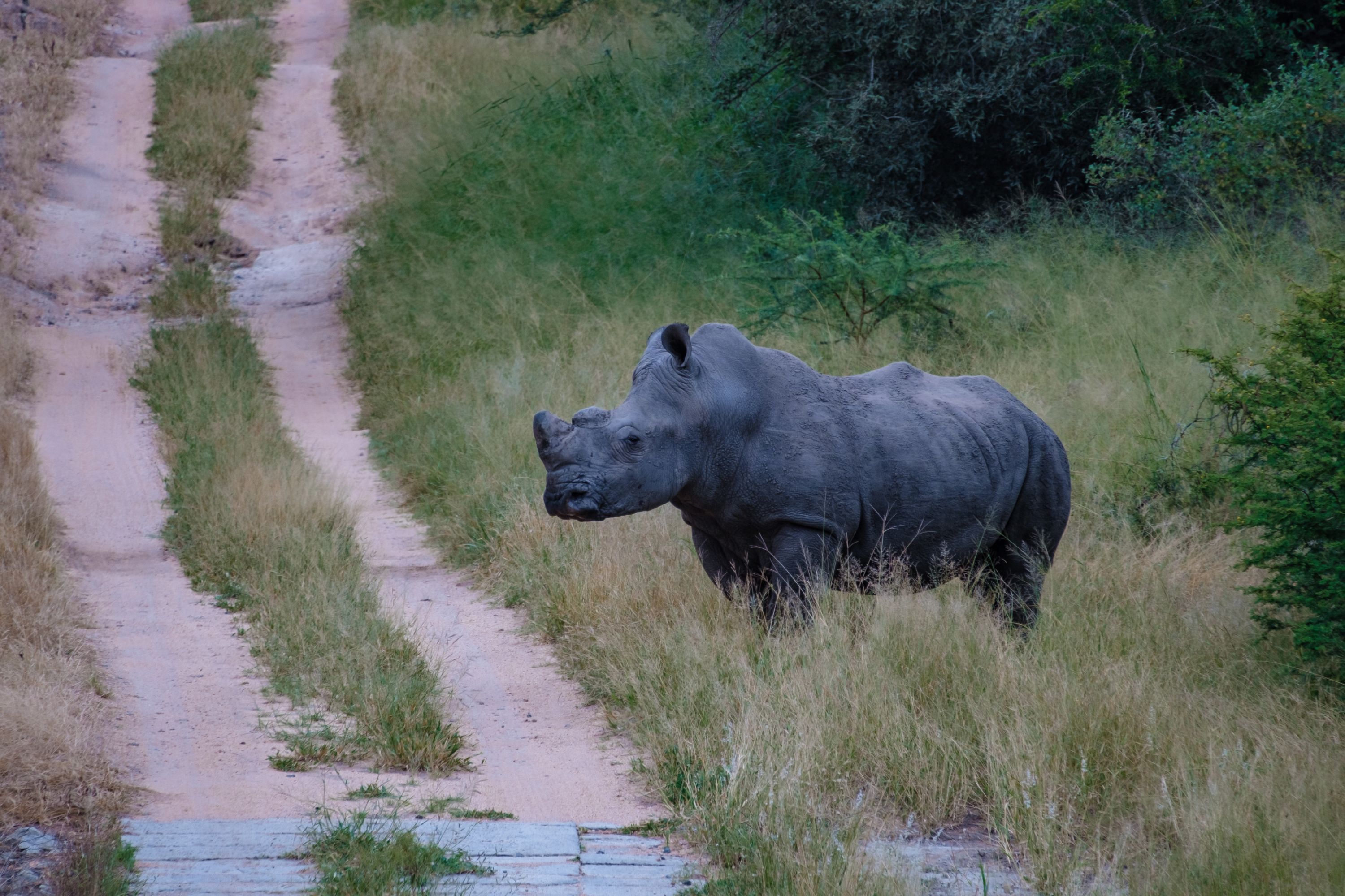 Ein Nashorn geht auf einem Feldweg entlang, umgeben von Gras und Büschen.