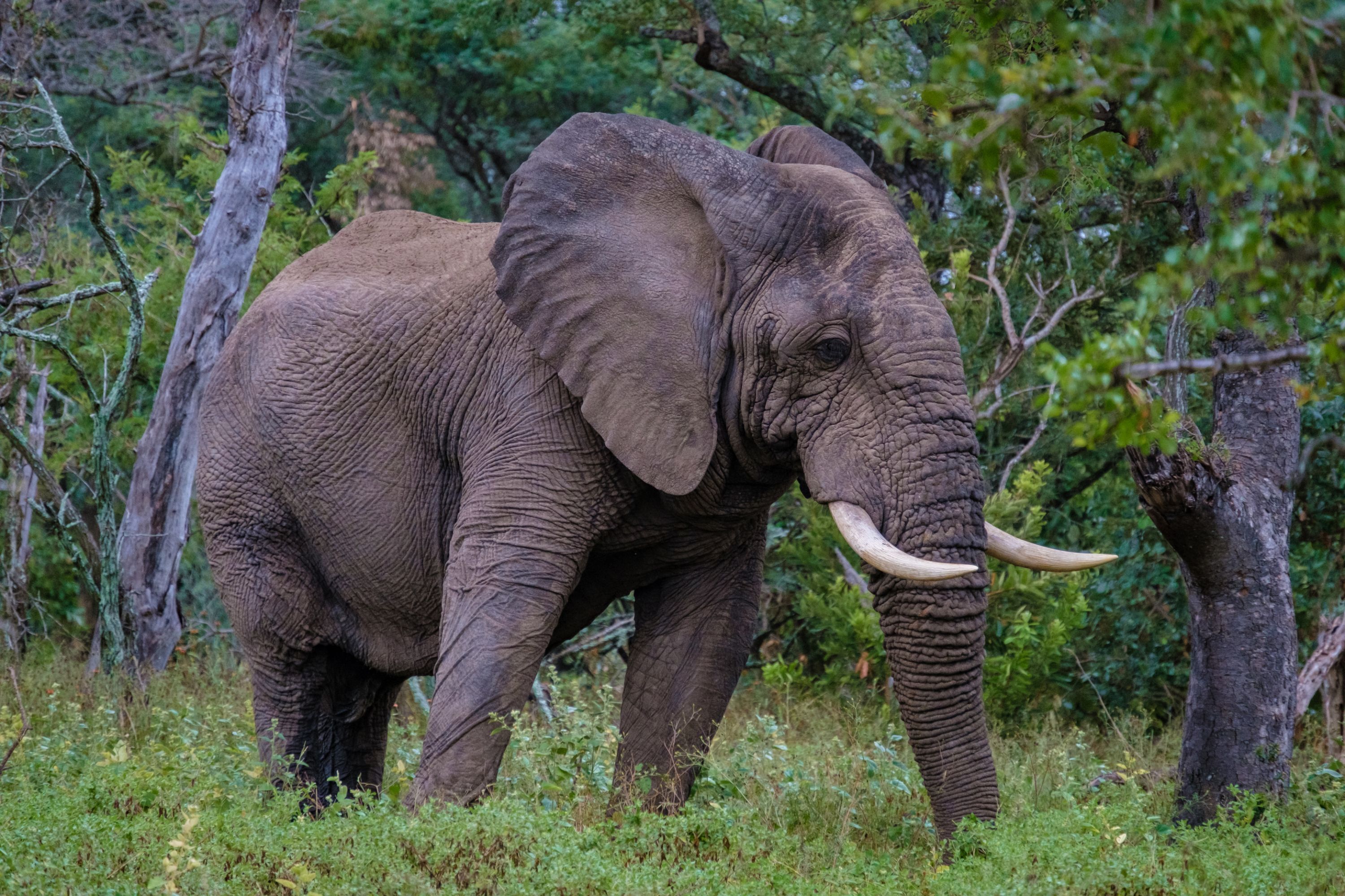 En elefant i en naturlig miljö med träd och gräs.