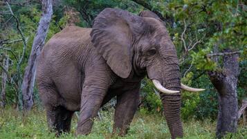 En elefant i en naturlig miljö med träd och gräs.