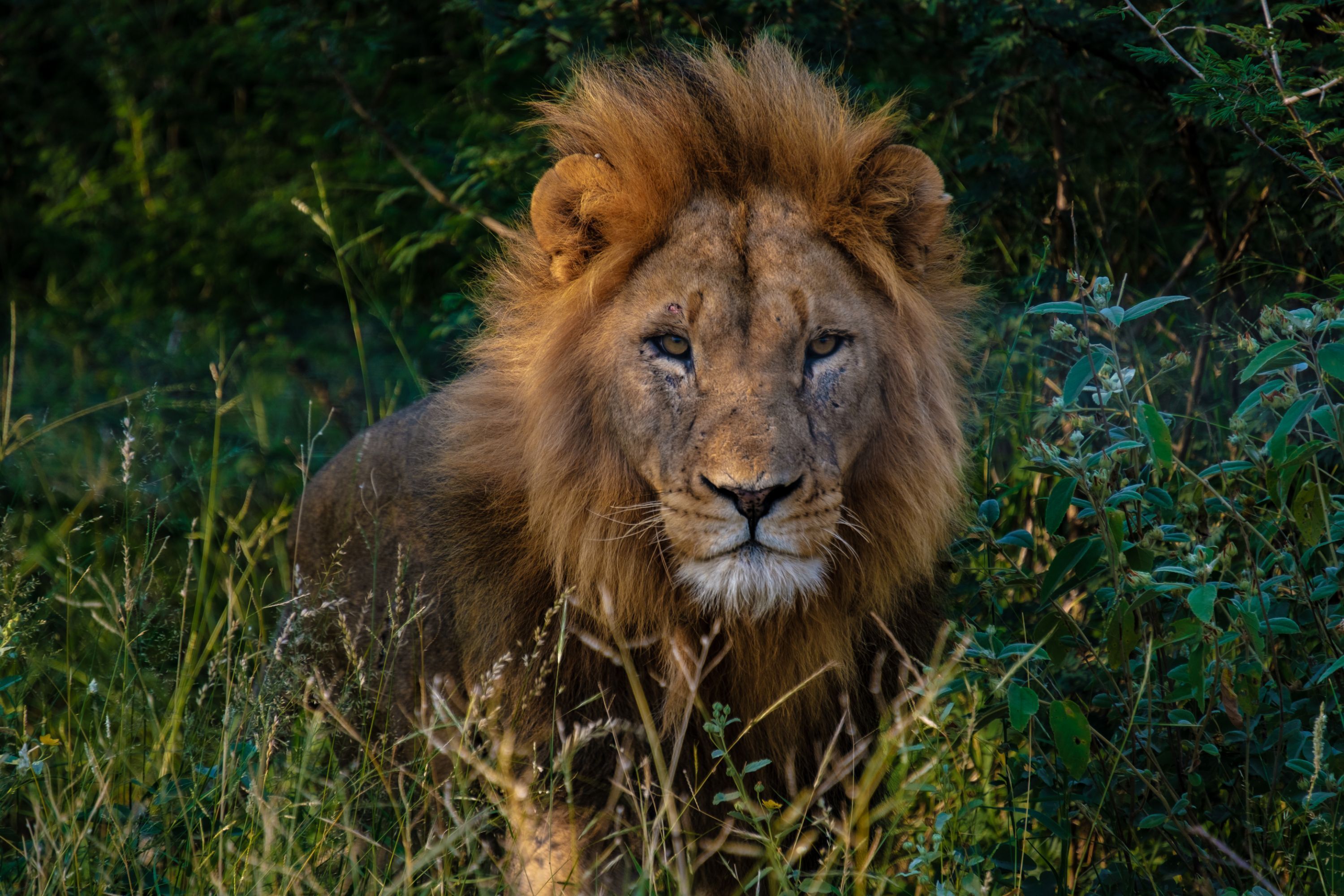 A lion in a natural setting with dense foliage in the background.