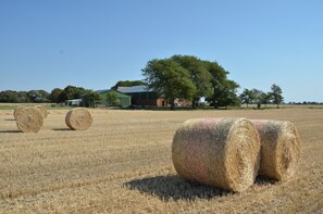 Hay bales in a field with a building and trees in the background.