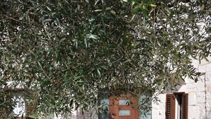 Une cour pavée de pierres, avec une porte et des volets en bois, entourée de murs de pierre et d’oliviers.