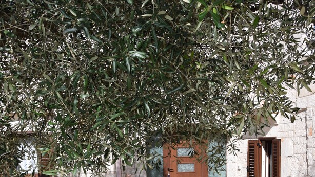Une cour pavée de pierres, avec une porte et des volets en bois, entourée de murs de pierre et d’oliviers.