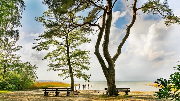 Une plage de sable avec deux bancs et un arbre au premier plan.