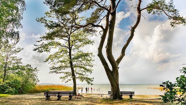 A sandy beach with two benches and a tree in the foreground. - Semi-detached house Storch, 6 persons, 80 sqm, GS, fireplace (5) - Holiday village (Rechlin)