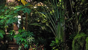 A lush garden with a variety of plants and a staircase leading to an upper level. - Villa Oasis Abidjan (Abidjan)