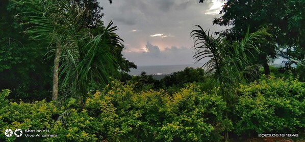 A lush garden with dense foliage and a view of the sea in the background.