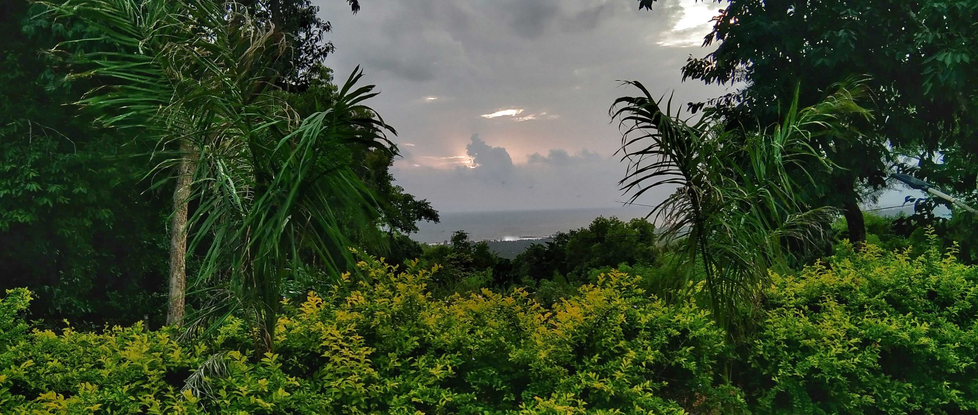 Un exuberante jardín con follaje denso y vista al mar.