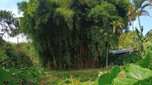 Un exuberante jardín con diversas plantas y árboles, incluyendo hojas grandes y bambú.