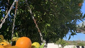 Una cesta de naranjas colgada de un árbol, con un patio de baldosas y una pared blanca al fondo.