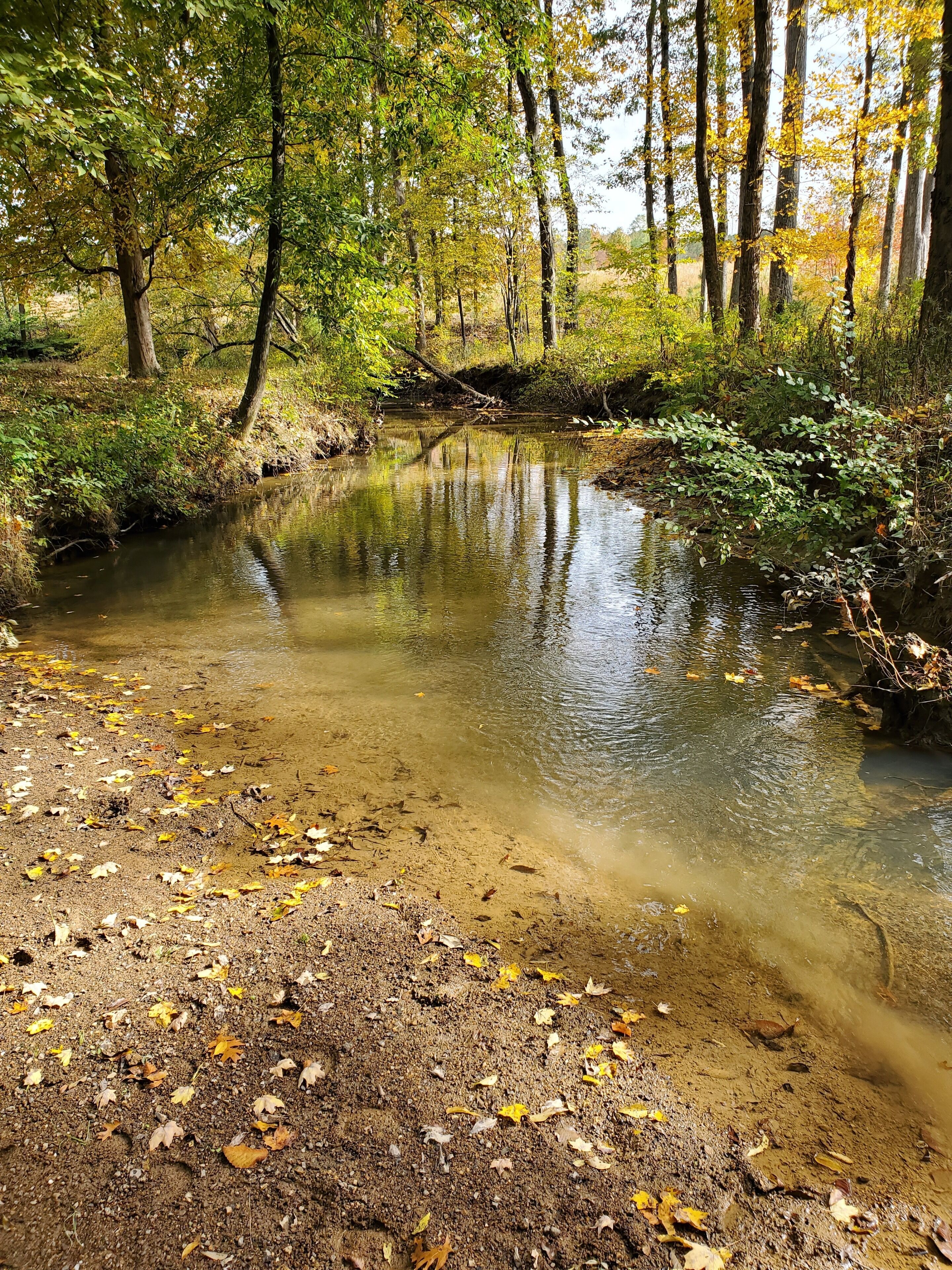 A natural landscape with a clear stream, surrounded by trees and fallen leaves.