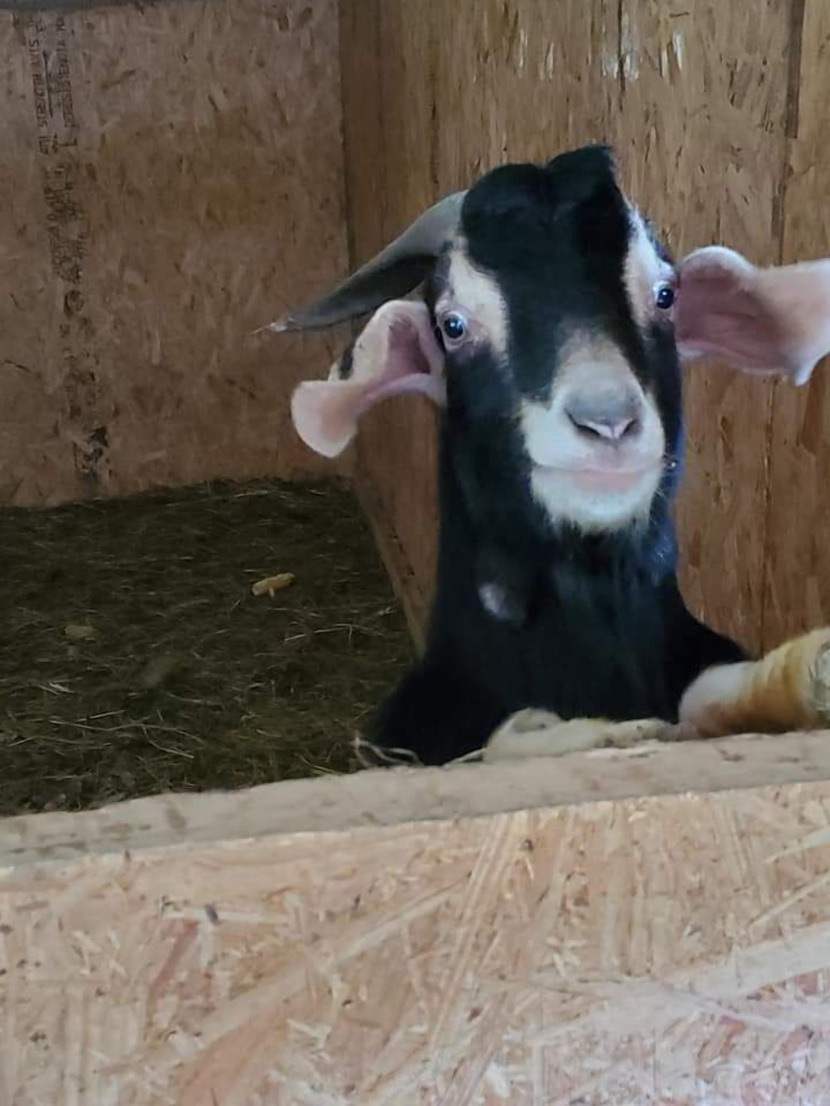Una cabra en un recinto de madera con un lecho de heno.