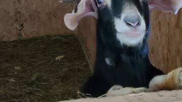 A goat in a wooden enclosure with a hay bed.