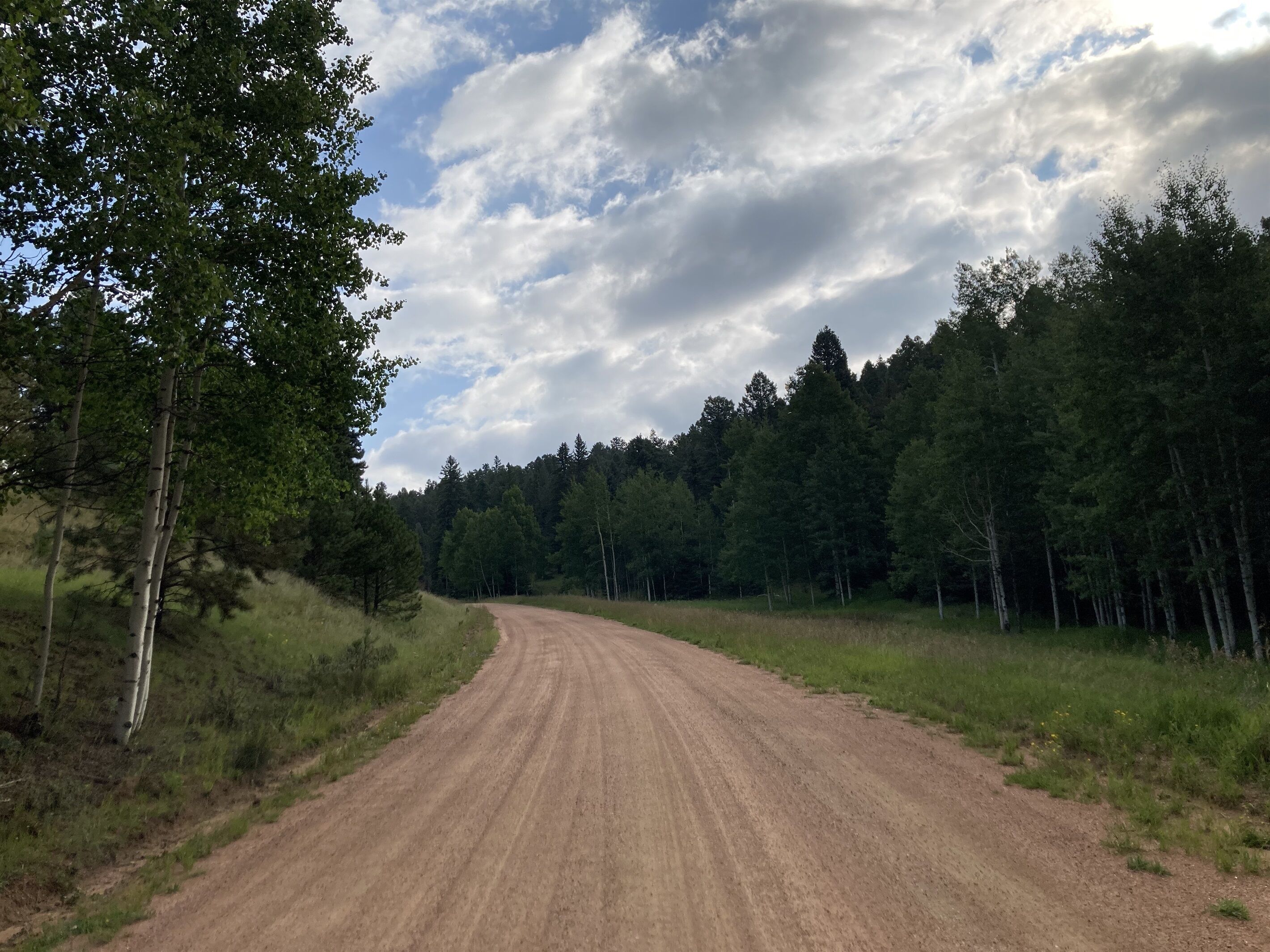 En grusvej slynger sig gennem en skov med høje træer på begge sider.
