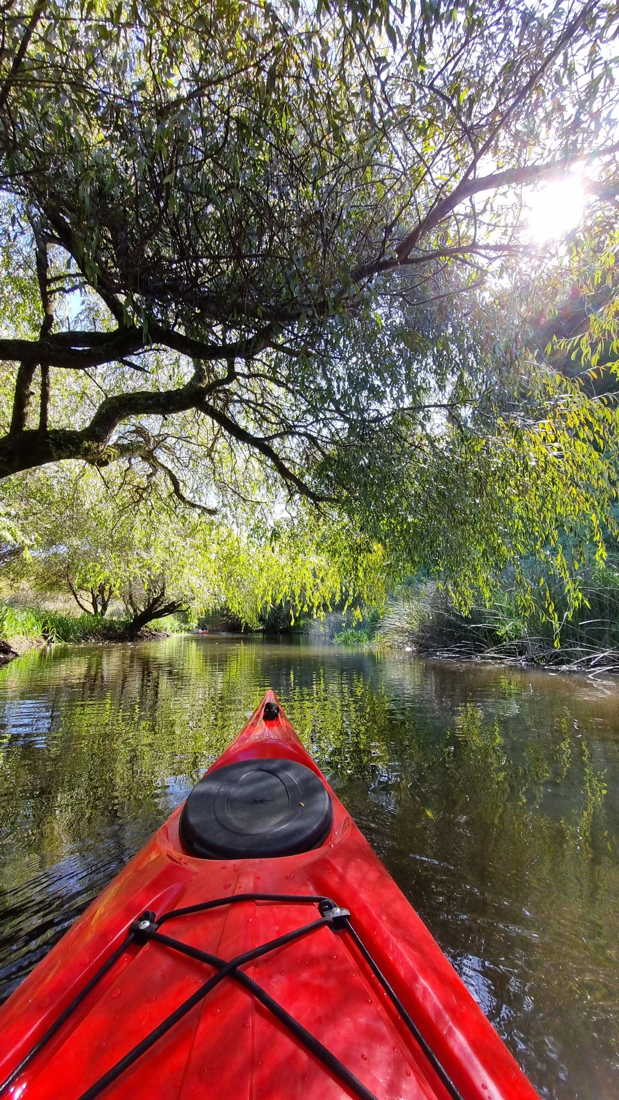 A red kayak on a calm river surrounded by dense foliage and trees.