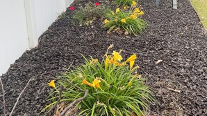Ein Garten mit einer Palme, gelben Blüten und einer Satellitenschüssel.