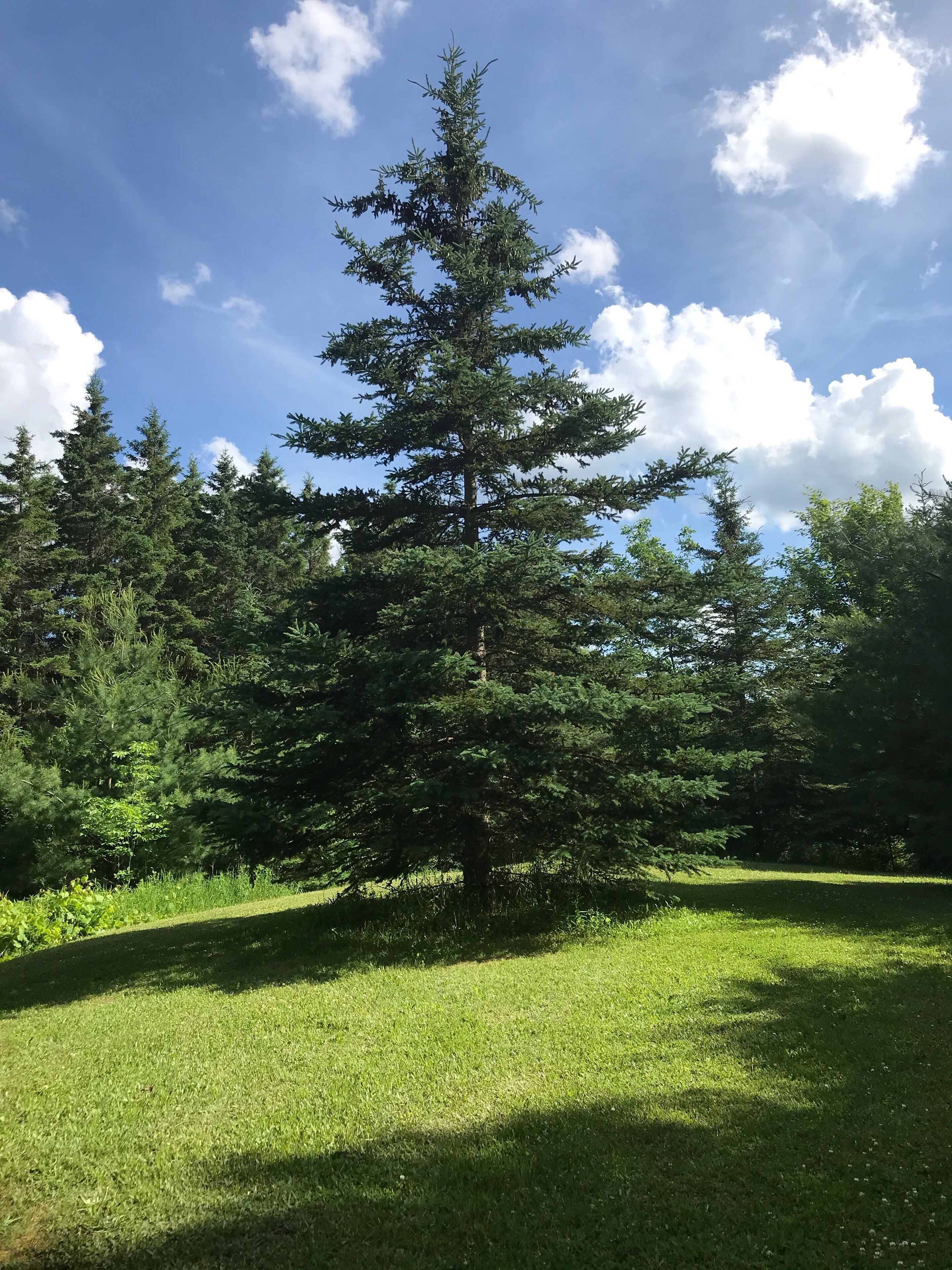 A coniferous tree in a grassy field with a clear sky.