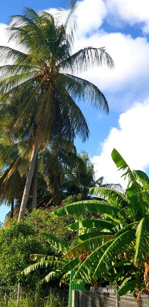 Property grounds - The Pearl of the North .... (Anse-Bertrand)