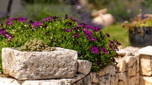 Una jardinera de piedra con plantas verdes y flores moradas.