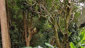 Uma área de estar ao ar livre com mesa e cadeiras, cercada por vegetação exuberante e árvores.
