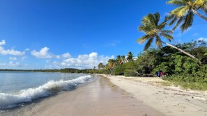 Une plage avec une eau d’un bleu limpide, un rivage sablonneux et des palmiers.