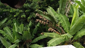Ảnh chưa phân loại, 2 trong số 28 ảnh, nút