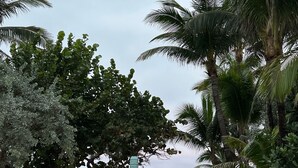 Une entrée de plage avec un sentier menant à l’océan, entourée de palmiers et d’autres plantes.