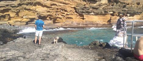 A rocky beach with clear water, a person in a blue shirt, and a dog.