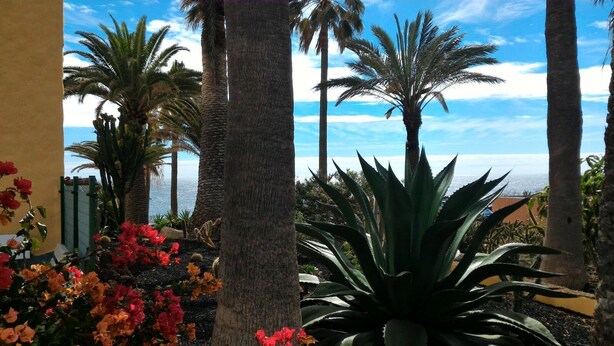 Un patio con altas palmeras, plantas con flores y vistas al océano.