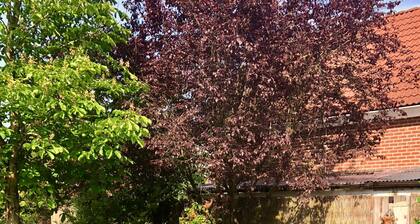 Cozy apartment in a Westphalian farmhouse with its own sauna