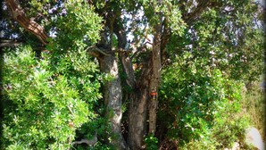 A garden with a stone pathway leading to a tree. - NEW Villa with JACUZZI, near St Cyprien beach (LECCI)