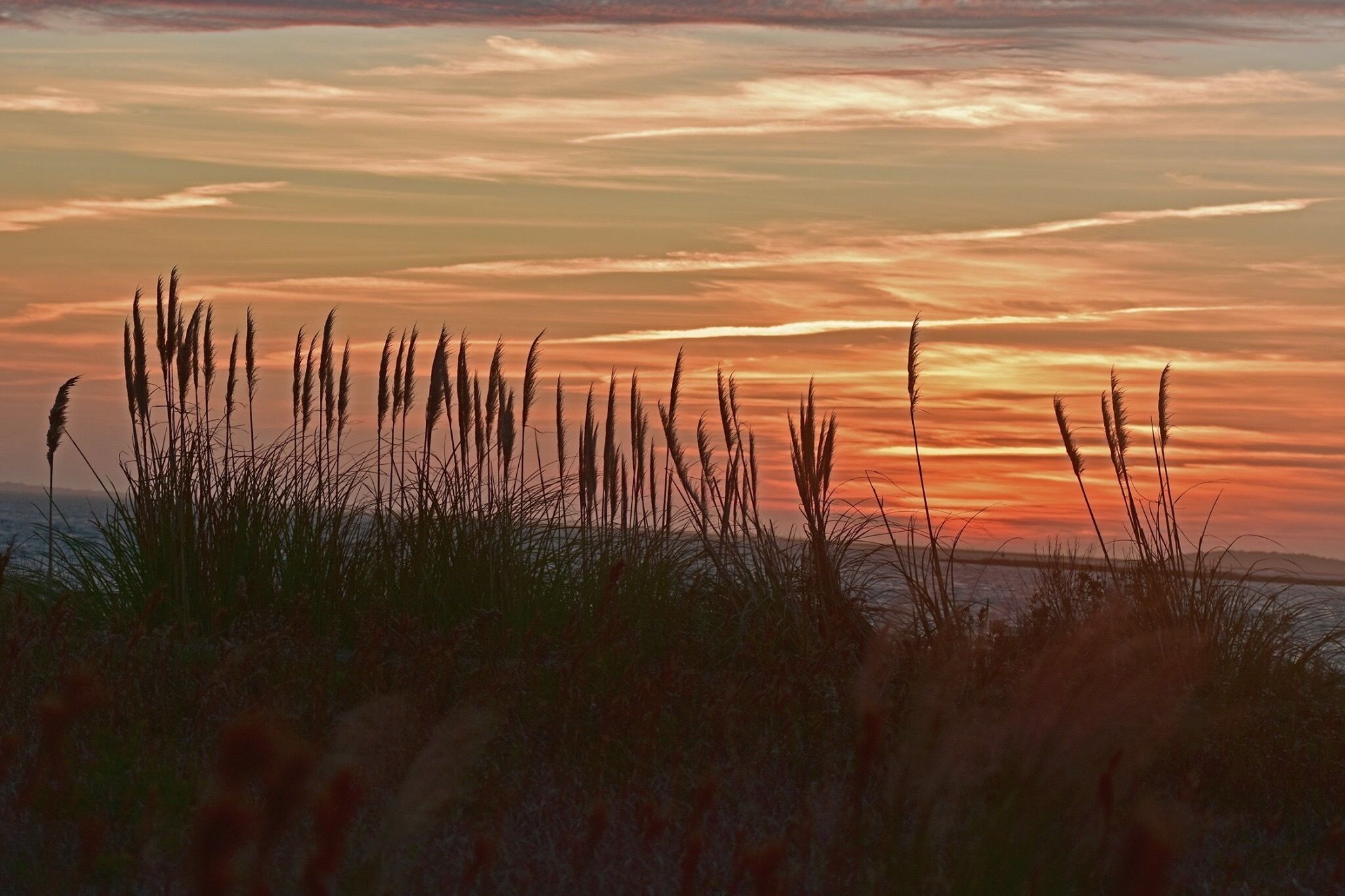 A sunset over a coastal landscape with tall grasses in the foreground.