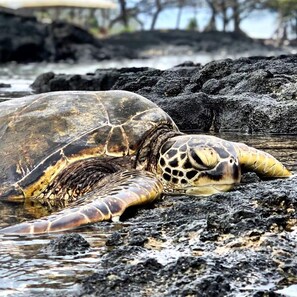 Una tortuga marina descansant sobre una riba rocosa.