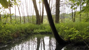Eine natürliche Landschaft mit einem Gewässer, umgeben von Bäumen und Pflanzen.