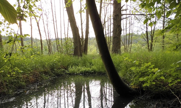 Un paisaje natural con una masa de agua rodeada de árboles y vegetación.